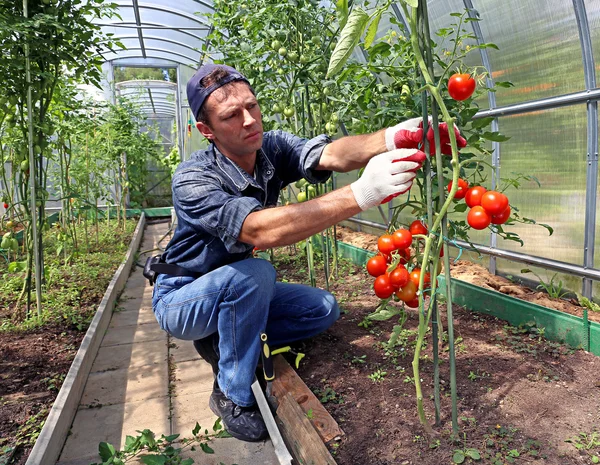 Travailleur transformant les arbustes de tomates dans la serre de polyc — Photo