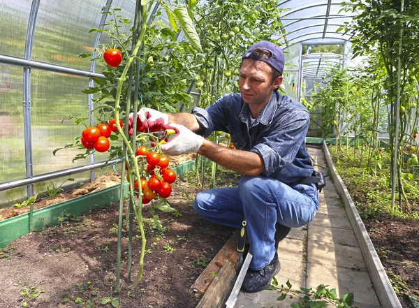 Рабочий, перерабатывающий кусты помидоров в теплице полика — стоковое фото