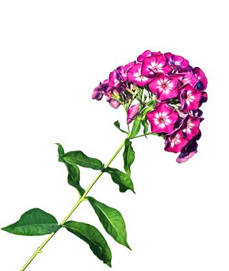 pembe phlox izole çiçek