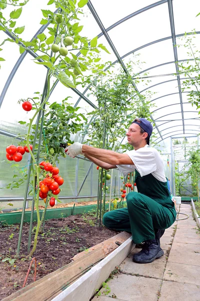 Trabajador que procesa los arbustos de tomates en el invernadero de polyc — Foto de Stock