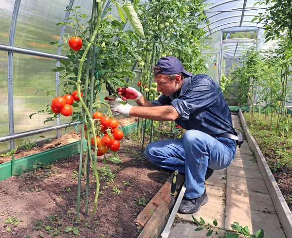 Trabalhador que processa os arbustos de tomates na estufa de pólicos — Fotografia de Stock
