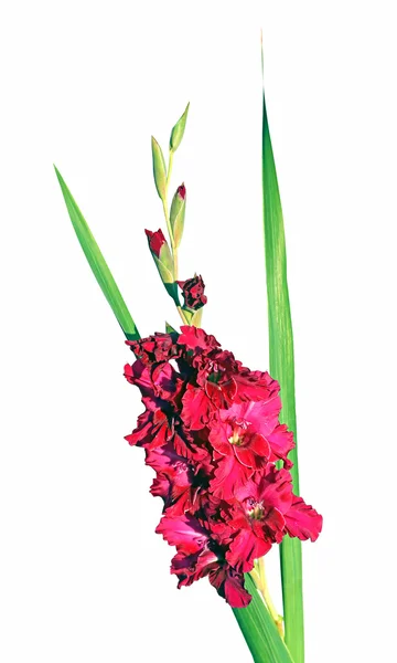 Crimson gladiolus flower isolated on white background — Stock Photo, Image