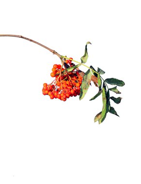 Rowan dalları izole parlak çilek ile