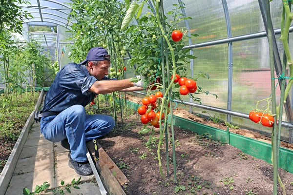 Працівник обробляє кущі помідорів в теплиці з поліетилену — стокове фото