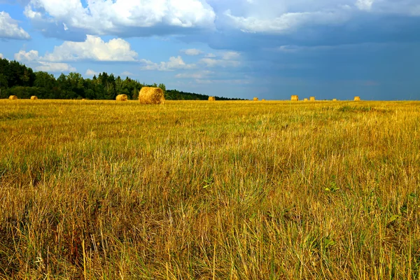 Rolos de feno colhidos deitados no campo — Fotografia de Stock