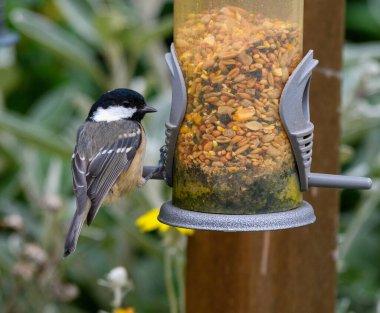 A coal tit feeding from a garden bird seed feeder