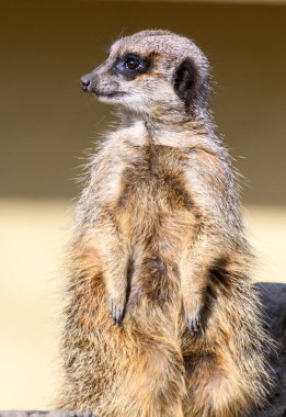 Close up portrait of a meerkat on guard duty