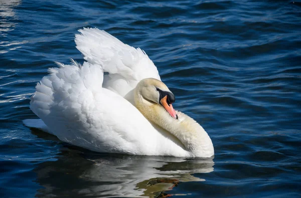 Portrait Mute Swan Swimming Lake Displaying Wings — Fotografia de Stock