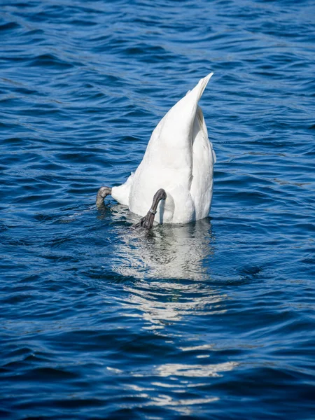Mute Swan Tails Position Feeds Bottom Lake — Stok fotoğraf