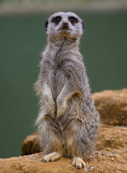 Meerkat Standing Looking Camera — Stockfoto