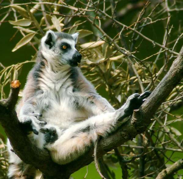 Ring Taled Lemur Sat Bag Legs Spread Sunshine — Stockfoto