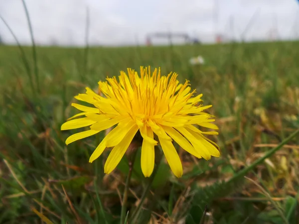 Close Image Yellow Dendelion Flower — Stock Fotó
