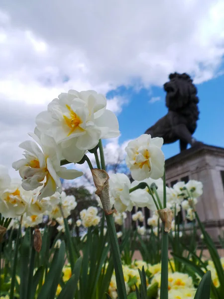 White Flowers Reach Teh Sunlight Front Forbury Lion Statue — Foto Stock