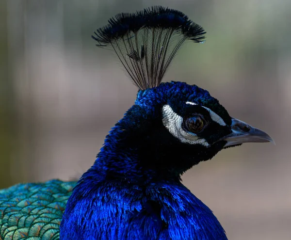A portrait of a male indian Peacock