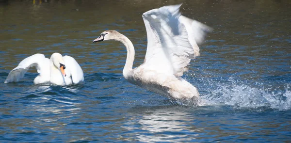 Mute Swan Comes Land Water Lake — Stock Fotó