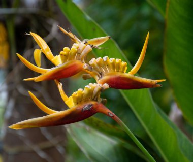 Bir Cennet Kuşu 'nun resmi.