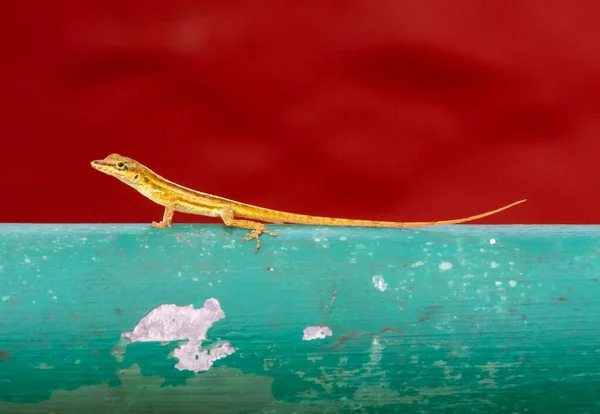 바베이도스에 난간에서 도마뱀 — 스톡 사진