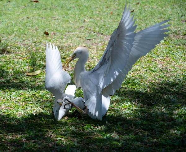 Retrato Dois Egrets Gado Lutando — Fotografia de Stock