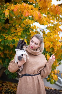 Sarı sonbahar yaprakları arasında sarı saçlı Avrupalı genç beyaz kadın ellerinde küçük bir köpekle bej bir elbise giyiyor.