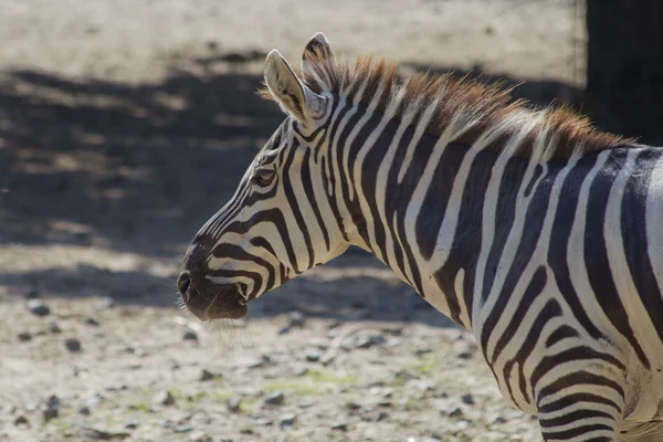 Zebra-Porträt im Zoo — Stockfoto