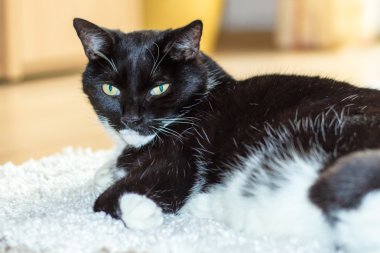 Serbest çalışan Evcil hayvan olarak bir kedi