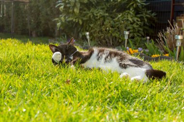 Serbest çalışan Evcil hayvan olarak bir kedi