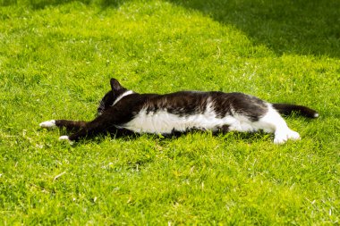 Serbest çalışan Evcil hayvan olarak bir kedi