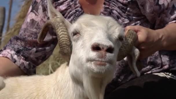 Ik kam het pashm van geiten. Handgemaakte garens van natuurlijke geitenwol, het verzamelen van wol van geit. Kasjmier wol verzamelen. Close-up — Stockvideo