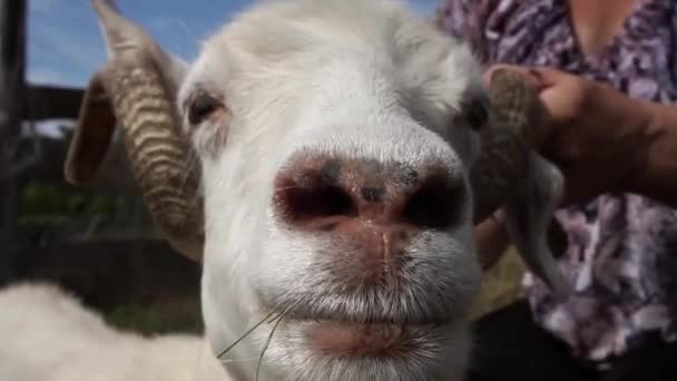 A pentear o pashm das cabras. Fabricação de fios feitos à mão de lã de cabra natural, recolhendo lã de cabra. A recolher lã de caxemira. Close-up — Vídeo de Stock