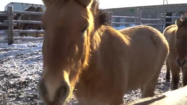 O garanhão de Przewalskis cavalo selvagem no paddock se aproxima da câmera. Inverno Filmagem De Stock
