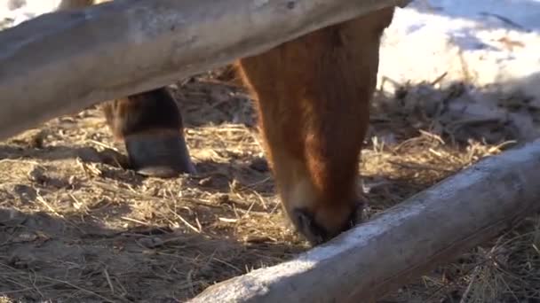 Przewalski Wildpferd in einer Koppel. Ein Hengst, eine Stute und ein Fohlen von Przewalskis Wildpferden auf der Koppel. Winter — Stockvideo
