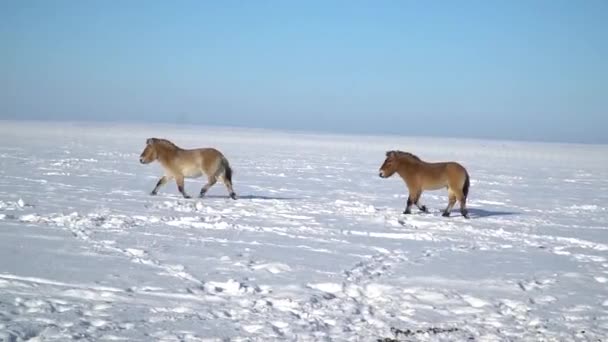 Eine Herde Przewalskis Pferde auf einem Feld im Winter — Stockvideo