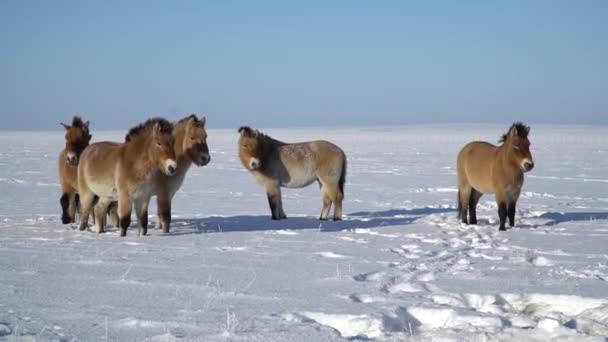 Ένα άλογο Przewalski σε ένα λιβάδι στο Εθνικό Πάρκο, μια ηλιόλουστη μέρα το χειμώνα. Αυτό το σπάνιο και απειλούμενο άλογο είναι αρχικά ενδημικό στις στέπες της Κεντρικής Ασίας — Αρχείο Βίντεο