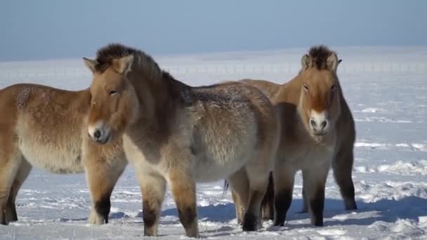 Пржевальская лошадь на лугу в Национальном парке, в солнечный день зимой. Эта редкая и находящаяся под угрозой исчезновения лошадь изначально обитала в степях Центральной Азии. — стоковое видео