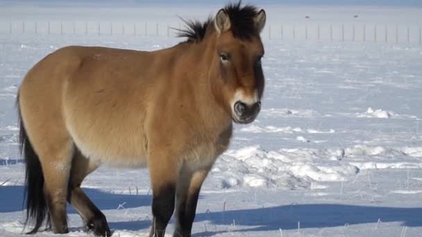Ein Przewalski-Pferd auf einer Weide im Nationalpark, an einem sonnigen Tag im Winter. Dieses seltene und vom Aussterben bedrohte Pferd stammt ursprünglich aus den Steppen Zentralasiens — Stockvideo