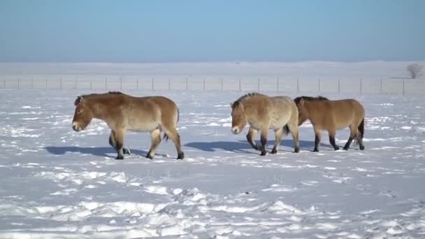 Uma manada de cavalos Przewalskis em um campo no inverno Filmagem De Stock