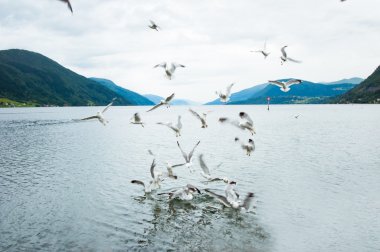 Norveç Fiyordu, martılar