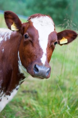 İnekler çayırda otluyor.