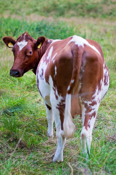 Krowy pasą się na łące — Zdjęcie stockowe