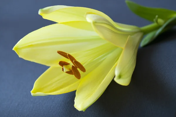 靠近一朵黄色的百合花 — 图库照片