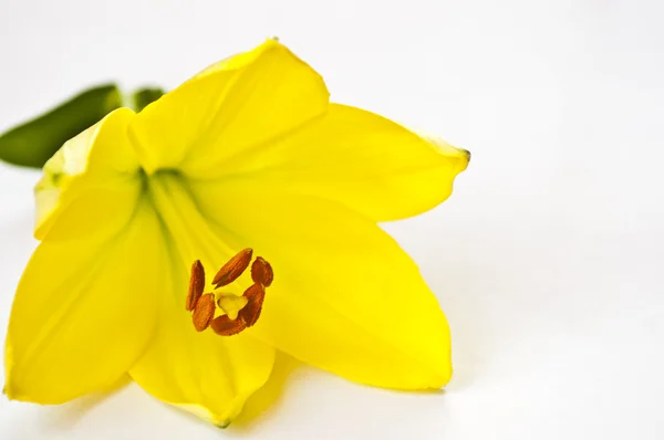 Gul Lilja blomma — Stockfoto
