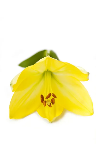白色背景下的黄色百合花 — 图库照片