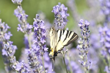 Lavanta çiçeği üzerinde oturan papilio machaon kelebek