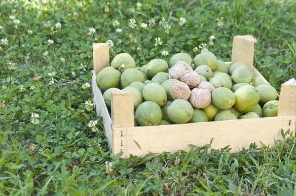 Walnuts in a wooden box — Stock Photo, Image