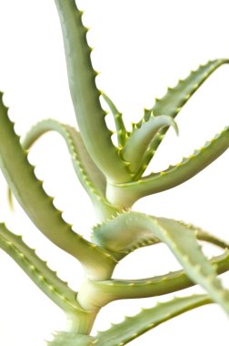 aloe vera beyaz arkaplanda izole