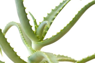 Aloe Vera Beyaz Arkaplanda