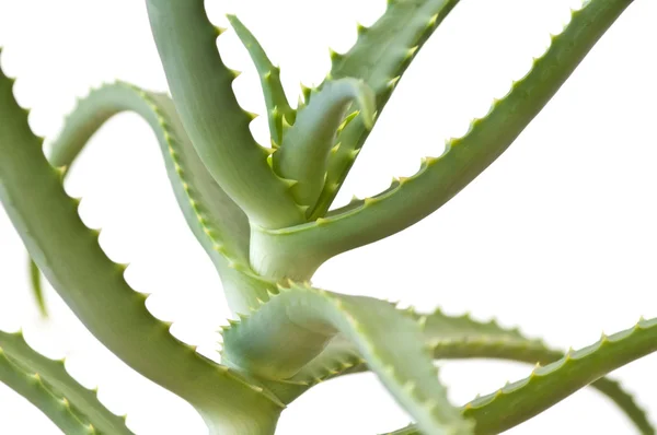 Aloe vera di atas putih — Stok Foto