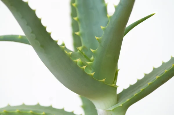 Aloes zwyczajny — Zdjęcie stockowe