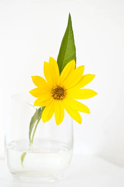Jerusalem Artichoke flower in a glass Stock Picture