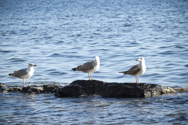 Three seagulls on the rocks — Stock Photo, Image